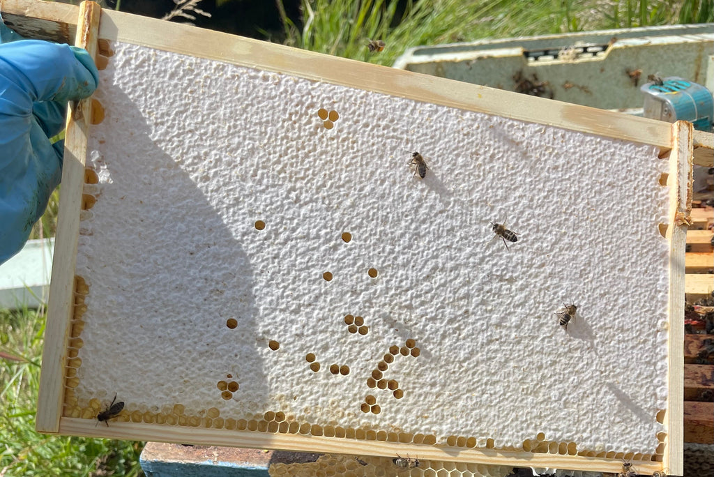 Wild Flower Honeycomb