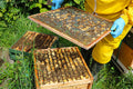 Practical Beekeeping Day