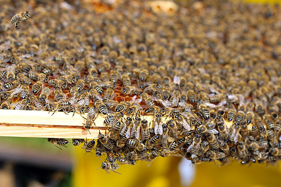 Beekeeping Package Poly
