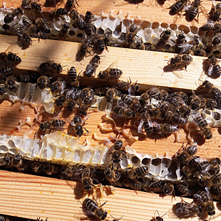 Beekeeping Package Traditional Wooden Nuc Deposit