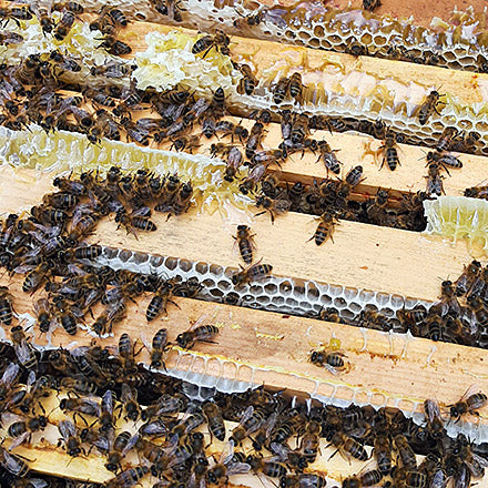 Beekeeping Package Poly Deposit