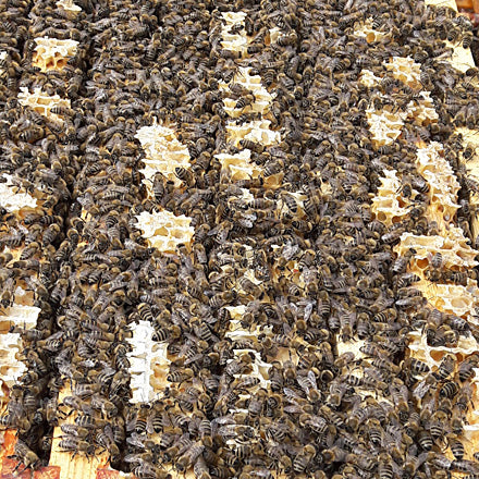 Beekeeping Package Poly